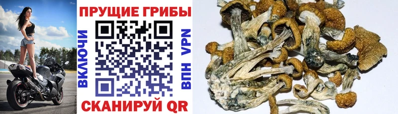 Псилоцибиновые грибы Psilocybe  купить наркотики сайты  Мостовской 